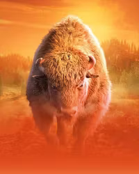 Buffalo Win