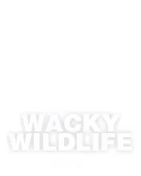 Wacky Wildlife